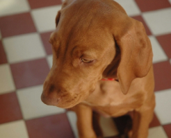 vizsla a lakásban.jpg