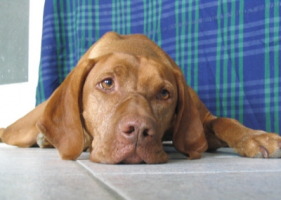 Berta vizsla.jpg