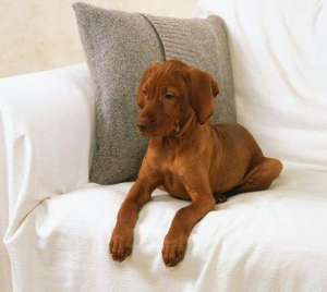 állatbarát munkahely.jpg