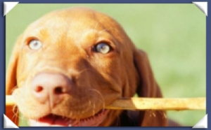 vizsla botozás 2.jpg