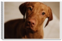 Bodza élete képekben