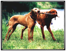 Lili a fiával, Boskóval