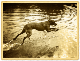 Lili (1992.01.01-2007.08.09)