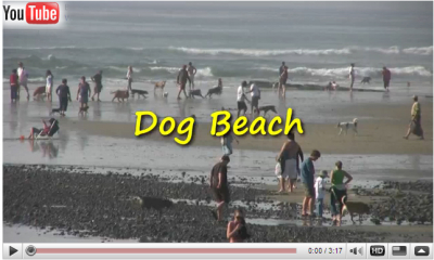 dogbeach.jpg