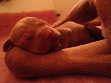 CzderCzinkeolben_közeli (1).jpg